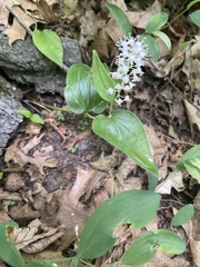 Maianthemum canadense