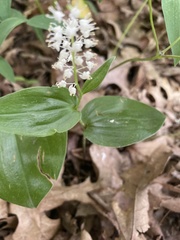 Maianthemum canadense