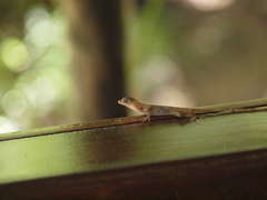 Anolis cryptolimifrons