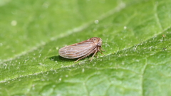 Agallia quadripunctata