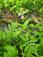 Platanthera psycodes