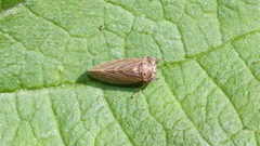 Agallia quadripunctata
