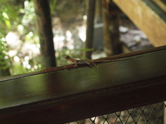 Anolis cryptolimifrons