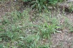 Plantago lanceolata