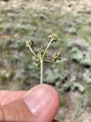 Lomatium orientale