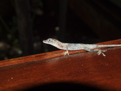 Anolis cryptolimifrons