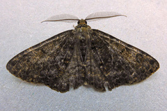 Deileptenia ribeata