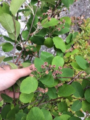 Amelanchier humilis