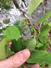 Amelanchier humilis