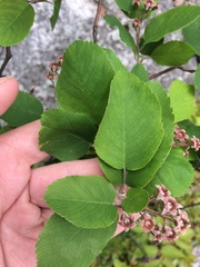 Amelanchier humilis