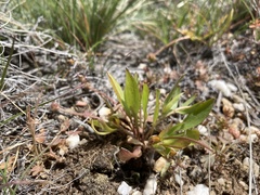 Ranunculus glaberrimus ellipticus