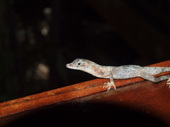 Anolis cryptolimifrons