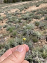 Ranunculus glaberrimus ellipticus