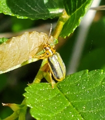 Xanthogaleruca luteola
