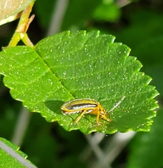 Xanthogaleruca luteola