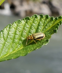 Xanthogaleruca luteola