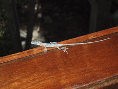 Anolis cryptolimifrons