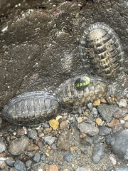 Chiton