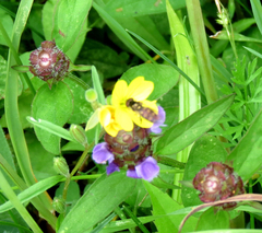 Toxomerus marginatus