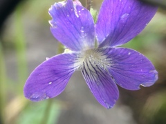 Viola septentrionalis