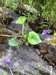Viola septentrionalis