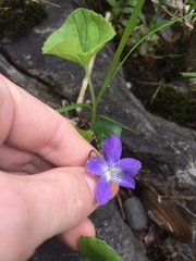 Viola septentrionalis