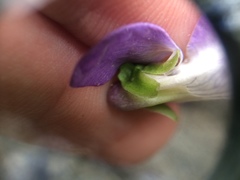 Viola septentrionalis