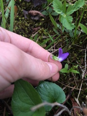 Viola septentrionalis
