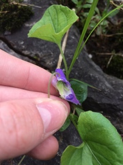 Viola septentrionalis