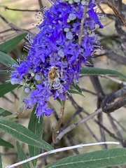 Anthophora californica