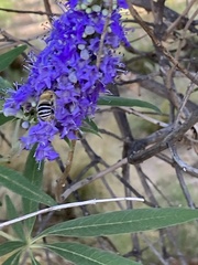 Anthophora californica