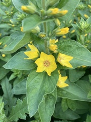 Lysimachia punctata