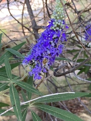 Anthophora californica