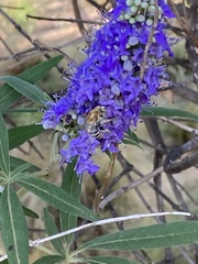 Anthophora californica