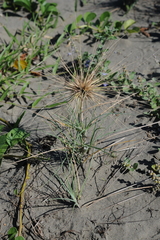 Spinifex littoreus