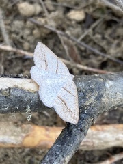 Petrophora subaequaria