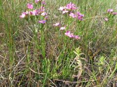 Centaurium littorale
