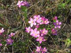 Centaurium littorale