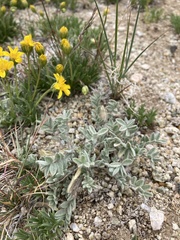 Oxytropis lagopus