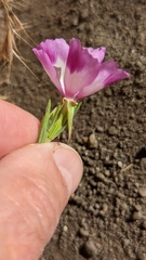 Clarkia williamsonii