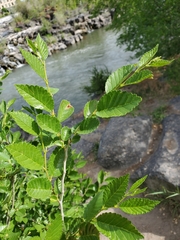 Ulmus pumila