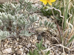 Oxytropis lagopus