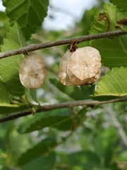 Ulmus pumila