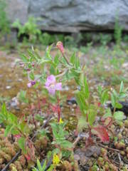Epilobium collinum