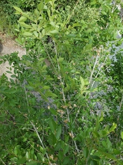 Ulmus pumila