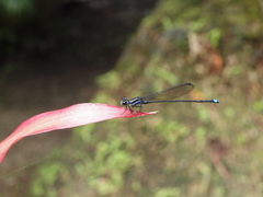 Argia indicatrix