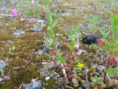Epilobium collinum