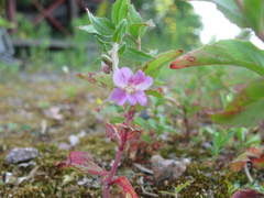 Epilobium collinum