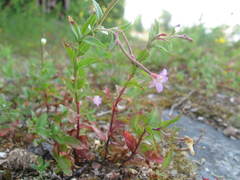 Epilobium collinum