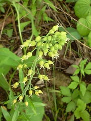 Borodinia canadensis